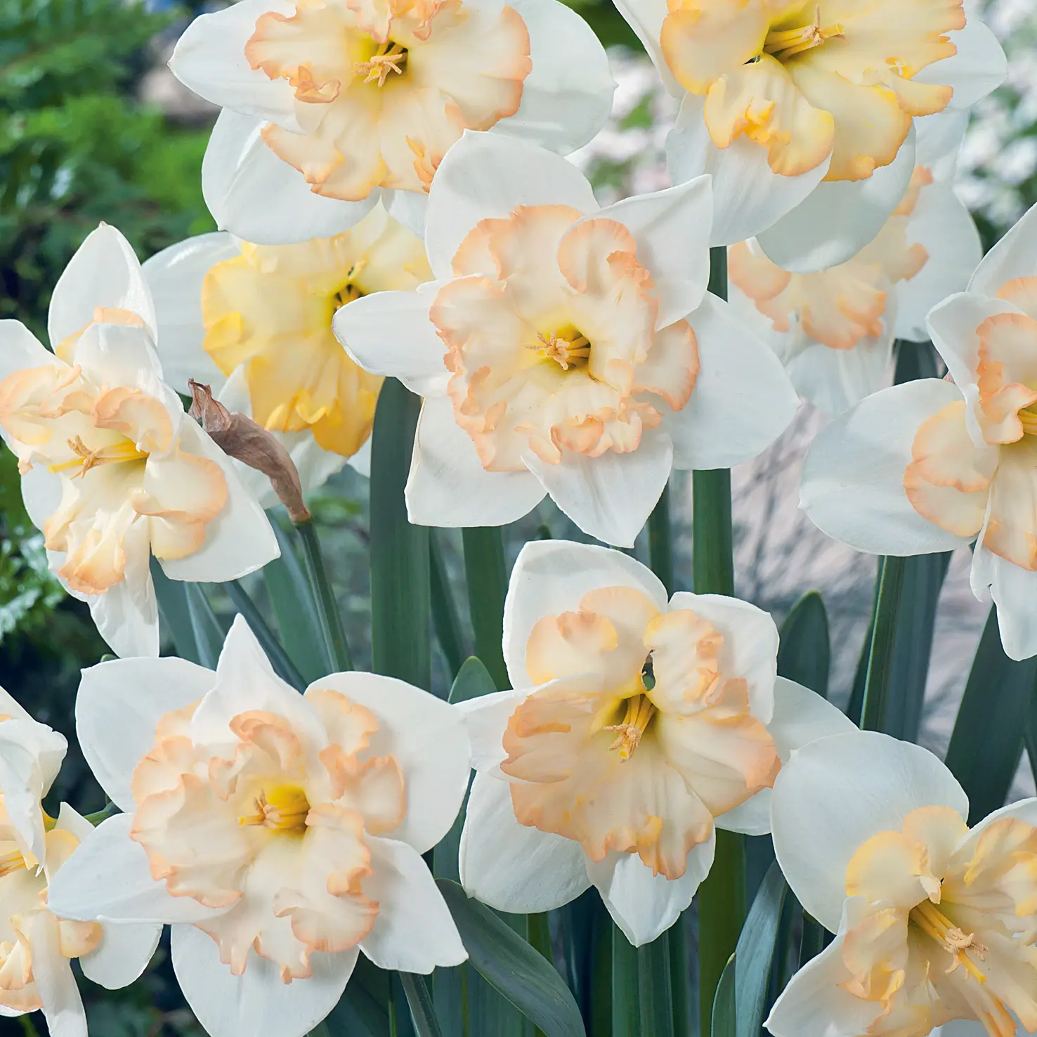 Daffodil Changing Colours Daffodil Changing Colours