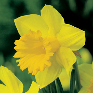 Daffodil Dutch Master Pkdafdma 2018 - Garden Express Australia