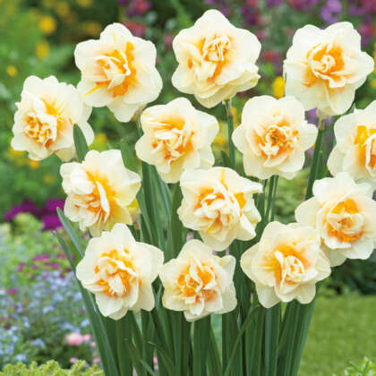 Daffodil Flower Parade Pkdaffpa 2022 - Garden Express Australia