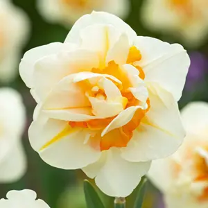 Daffodil Flower Parade