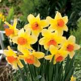 Daffodil Fortissimo 17 - Garden Express Australia