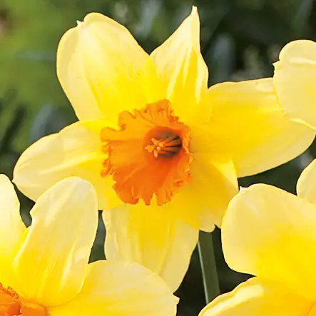 Daffodil Fortissimo