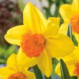 Daffodil Fortune Pkdaffor 2018 - Garden Express Australia