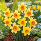Daffodil Fortune Pkdaffor 2025 - Garden Express Australia