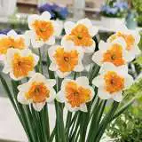 Daffodil Hungarian Rhapsody Pkdafhrh 2018 1 - Garden Express Australia