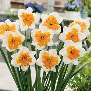 Daffodil Hungarian Rhapsody