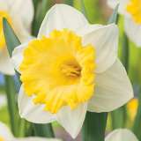 Daffodil Las Vegas – Pre-Order