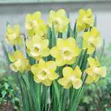 Daffodil Neon Pkdafneo 2018 1 - Garden Express Australia
