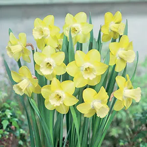 The Daffodils You Need To Brighten Your Garden Daffodil Neon Pkdafneo 2018 1 - Garden Express Australia