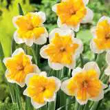 Daffodil Orangery Pkdafora 2018 - Garden Express Australia