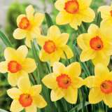 Daffodil Red Cup Stock Pkpstdrc - Garden Express Australia