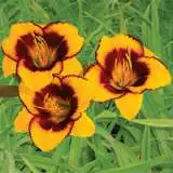 Daylily Shocking Pkdlisho - Garden Express Australia
