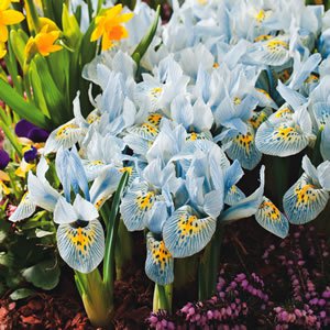 Dwarf Iris Histroides Katharine Hodgkins Pkirehkh 2017 - Garden Express Australia