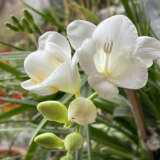 Freesia Giant Corvette Freesia Giant Corvette