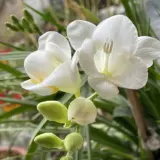 Freesia Giant Corvette Freesia Giant Corvette