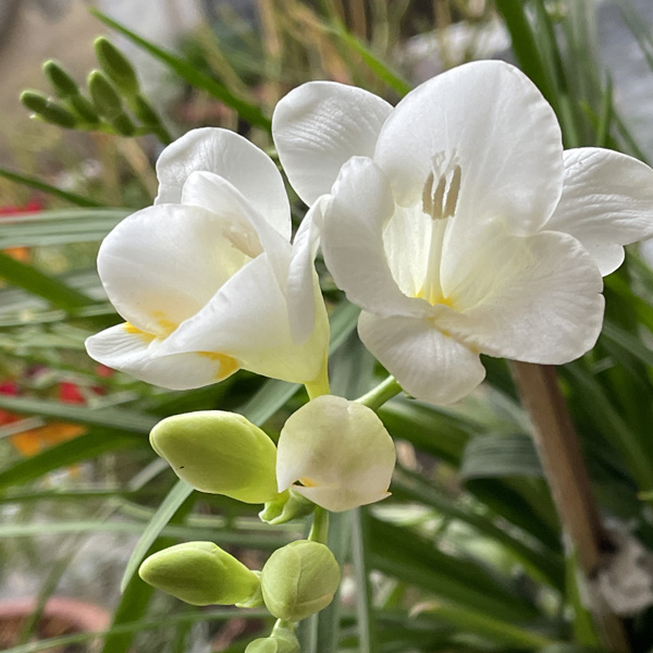 Freesia Giant Corvette Freesia Giant Corvette