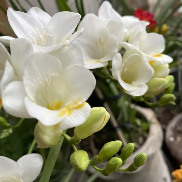Freesia Giant Corvette