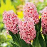 Hyacinth Apricot Passion Pkhyaapa 2018 - Garden Express Australia