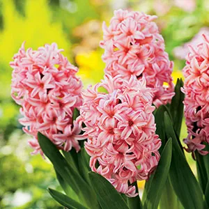 Hyacinth Apricot Passion Hyacinth Apricot Passion