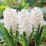 Hyacinth White Pearl Pkhyawpe 2018 - Garden Express Australia