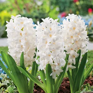 Hyacinth Growing Guide Hyacinth White Pearl Pkhyawpe 2018 - Garden Express Australia