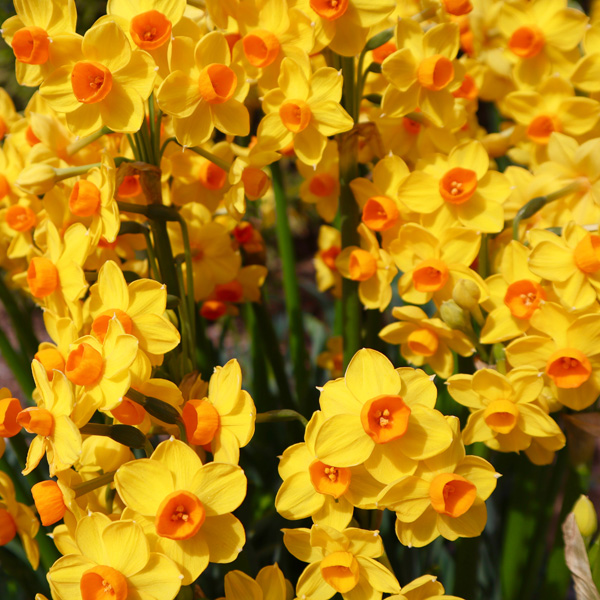 Planting Stock Jonquil Soliel Dor Planting Stock Jonquil Soliel Dor