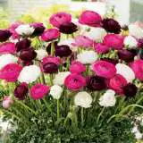 Ranunculus Pastel Blend Pkranpbl - Garden Express Australia