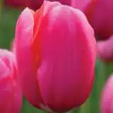 Tulip Renown Pktulren 2018 - Garden Express Australia