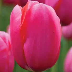 Tulip Renown