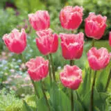 Tulip Cacharel Pktulcac 2022 - Garden Express Australia