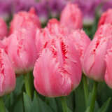 Tulip Cacharel Tulip Cacharel