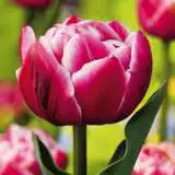 Tulip Columbus Pktulcol 2018 - Garden Express Australia
