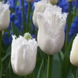 Tulip Daytona Tulip Daytona