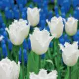 Tulip Daytona Pktulday 2018 - Garden Express Australia