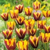 Tulip Gavota Pktulgav 2022 - Garden Express Australia