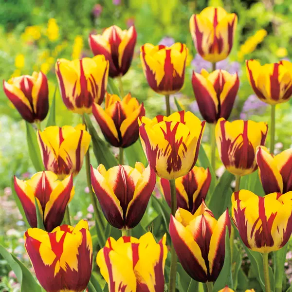 Tulip Gavota Tulip Gavota