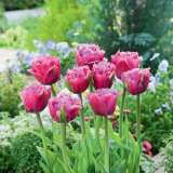Tulip Mascotte Pktulmas 2018 - Garden Express Australia