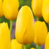 Tulip Muscadet Tulip Muscadet