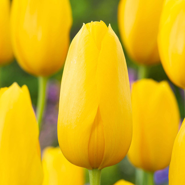 Tulip Muscadet Tulip Muscadet