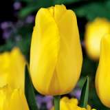 Tulip Muscadet