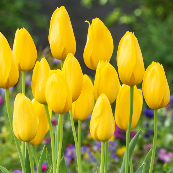 Tulip Muscadet Tulip Muscadet