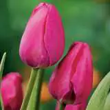 Tulip Prime Time Pktulpti 2018 - Garden Express Australia