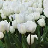 Tulip Silentia Pktulsil 2018 - Garden Express Australia