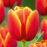 Tulip Verandi Tulip Verandi