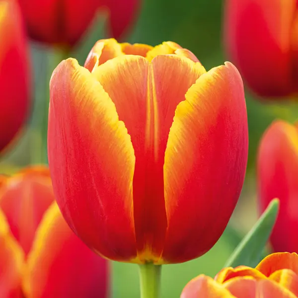 Tulip Verandi Tulip Verandi