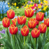 Tulip Verandi Pktulver 2026 - Garden Express Australia