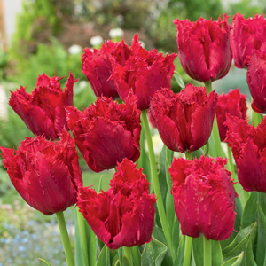 Tulip Versace