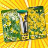 Daffodil Crazy Combo Pack – 100 Bulbs And Planter