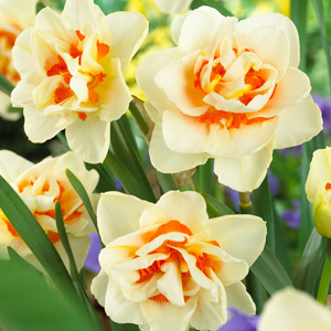 Daffodil Flower Parade Pkdaffpa - Garden Express Australia