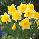 Daffodil Las Vegas Pkdaflve 2020 - Garden Express Australia